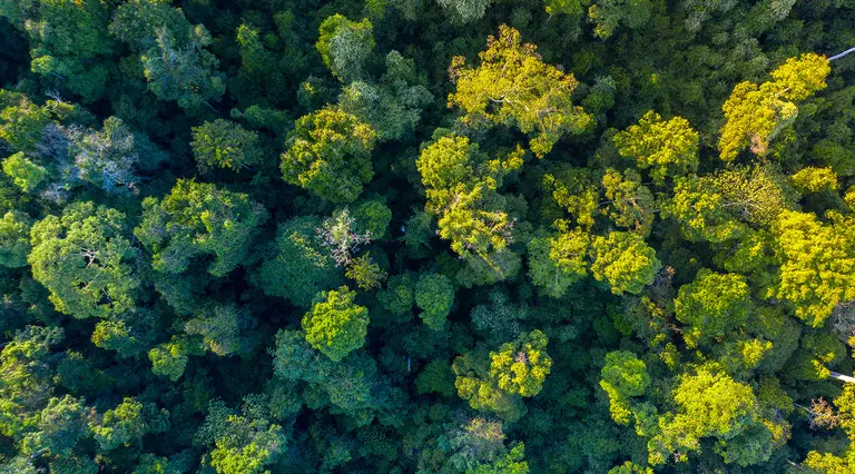 Borneo Rainforest Aerial View