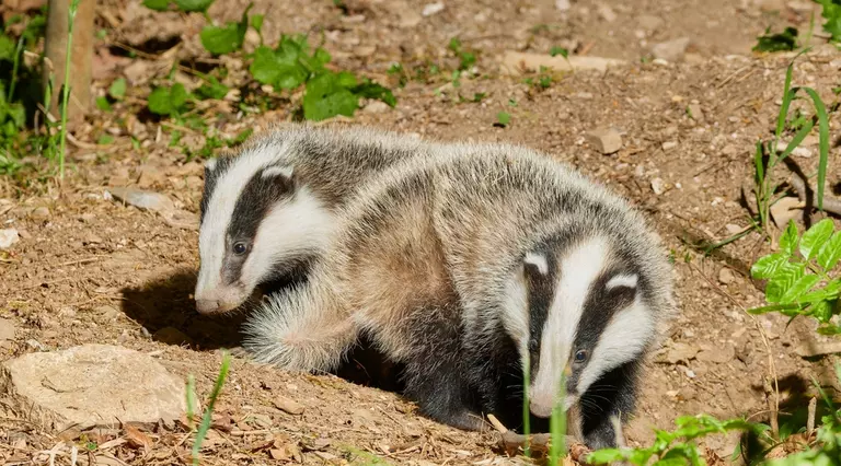 two young badgers scavenging for bugs