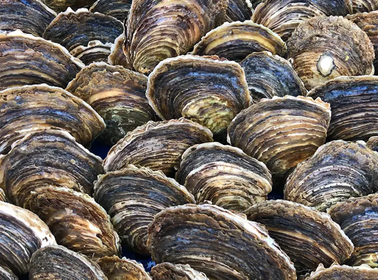 Oysters covering a surface like a mosaic 