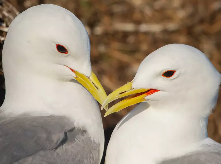 Kittiwake pair close-up, yellow beaks, white head with grey body. Dark eyes with a streak along their eyelids.