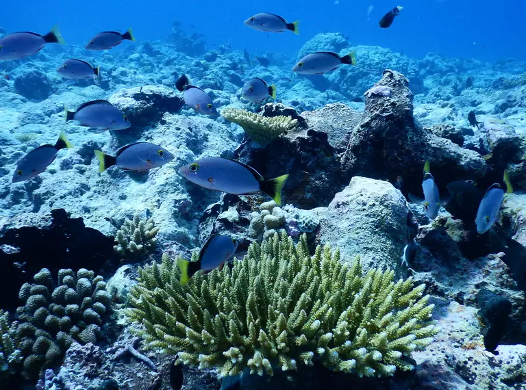 Coral reef with many blue fish with yellow tails swimming around, 