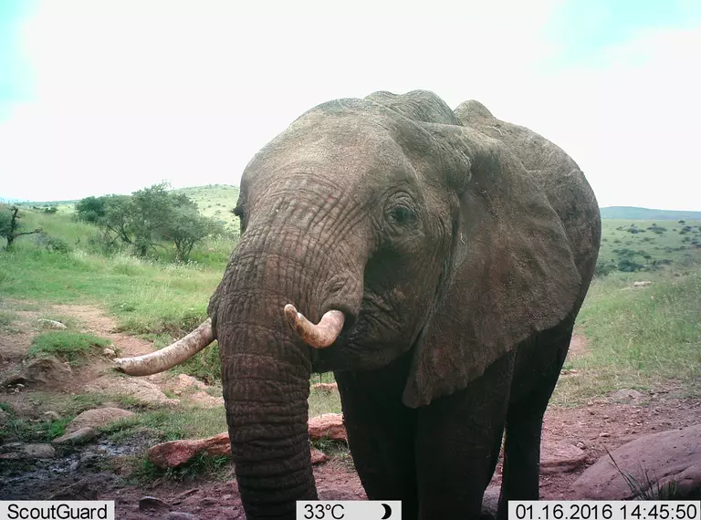 A close up image of an African elephant captured on a camera trap