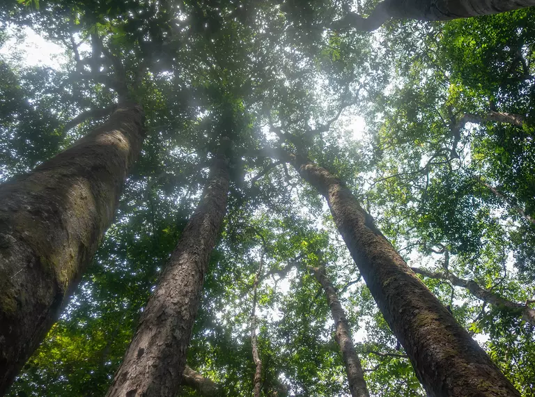 Looking up at forest trees Gabon 