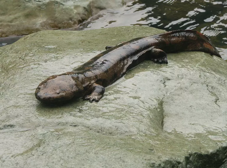 Chinese giant salamander sitting on a rock beside a stream