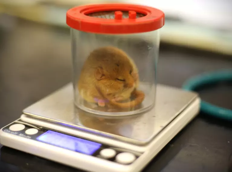 Dormouse on a weighing scale at London Zoo, sitting in a plastic container. 