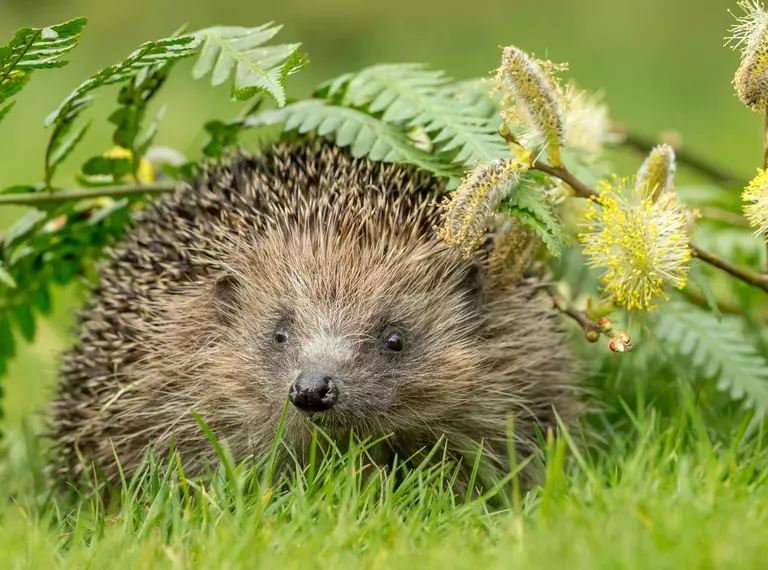 Hedgehog walking under some ferns
