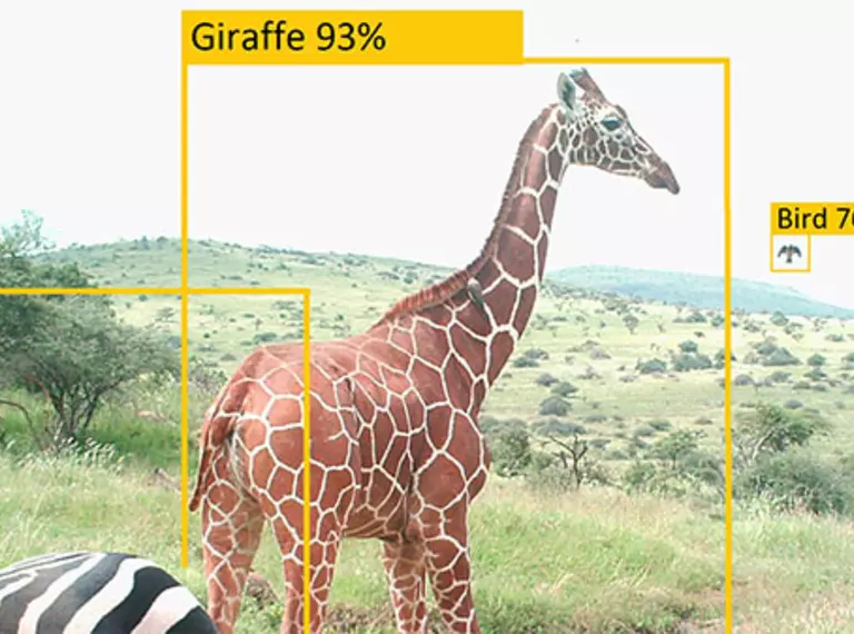 Two giraffes and a zebra in the wild. Yellow boxes with text show percentages next to the animal names. To illustrate machine learning wildlife conservation