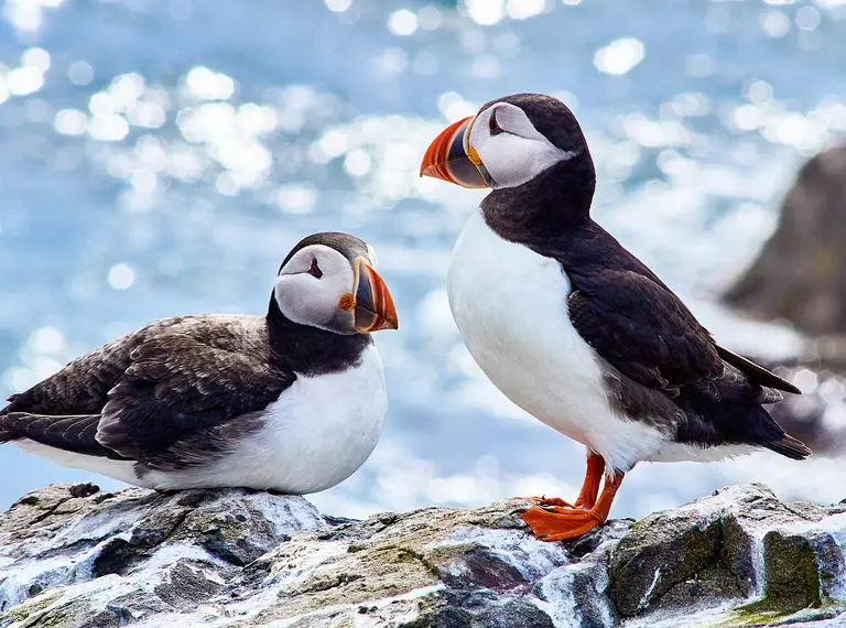 Two puffins on rocks with sea in background