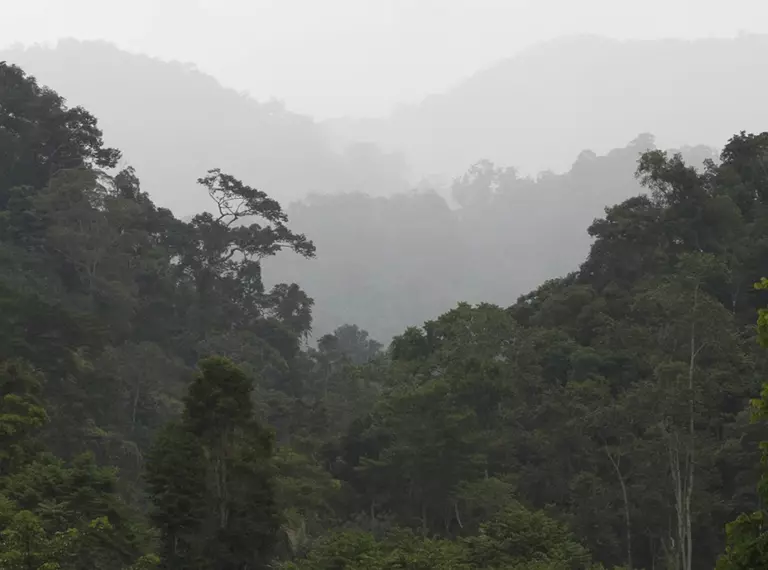 Landscape of a rainforest valley