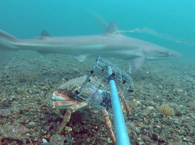 Shark in British waters being tempted by bait in a mesh cage for conservation study. Spider crab also in shot. 