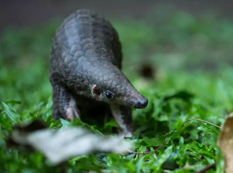 Baby pangolin walking on green mossy ground. 