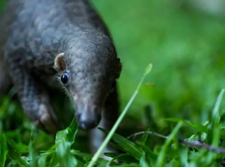 Baby pangolin on grass close-up