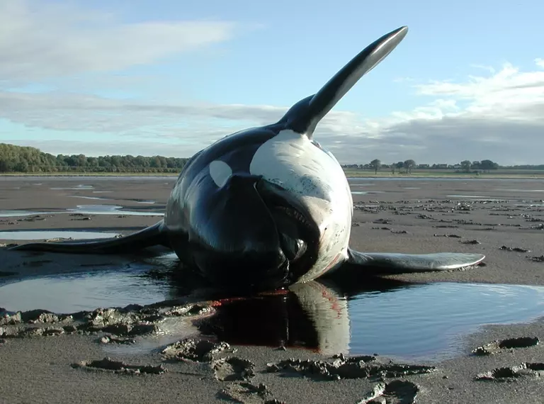 A stranded killer whale on a beach