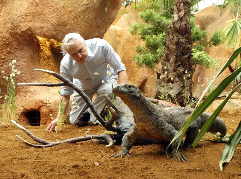 Sir David Attenborough with a Komodo dragon at London Zoo