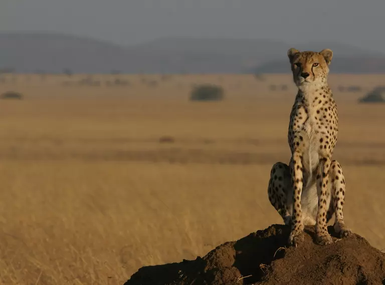 Northwest African Cheetah with savannah in background