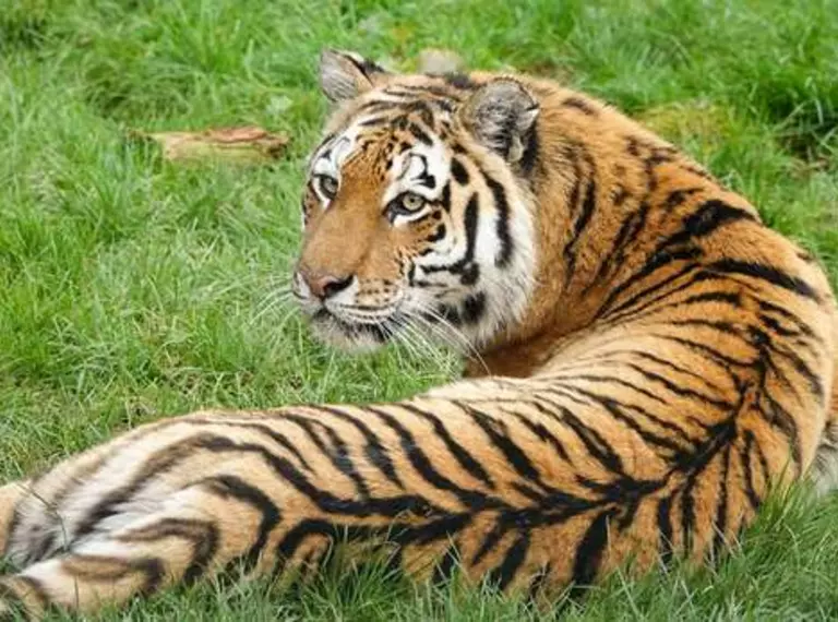 An Amur tiger sitting on grass at Whipsnade Zoo