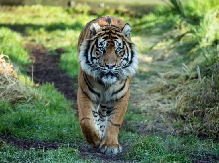 Asim, a Sumatran tiger, walks towards the camera