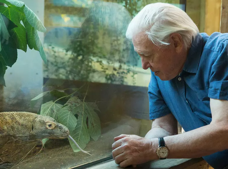 David Attenborough watches a Komodo Dragon at London Zoo