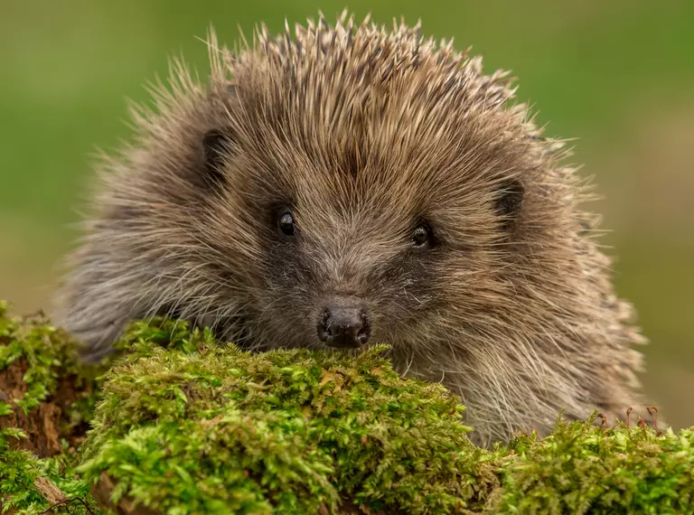 hedgehog_sitting_on_green_moss