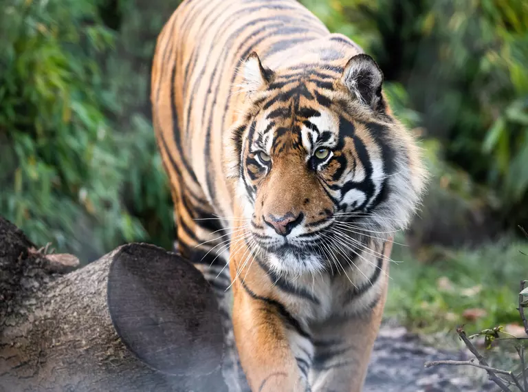tiger-looking-sideways_while_walking_over_a_log