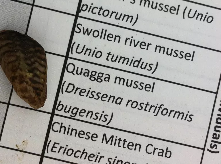 A quagga mussel