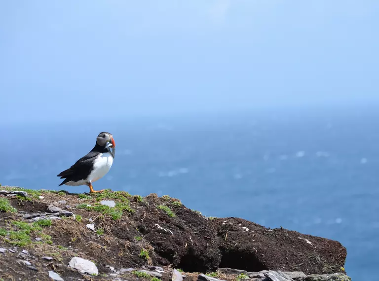 A puffin on Skellig Michael crag