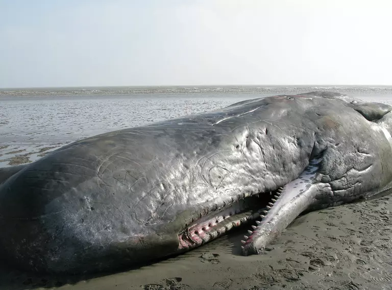 Sperm_whale_stranded_in_Pegwell_Bay