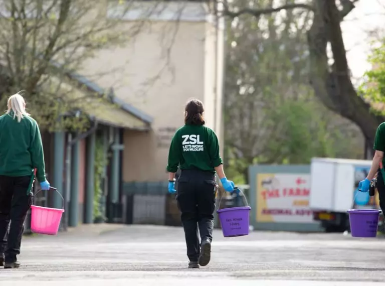three_zookeepers_social_distanced_at_London_zoo_holding buckets