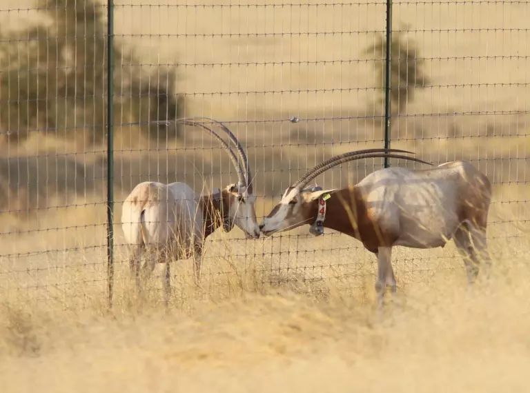 two_oryx_one_in_enclosure