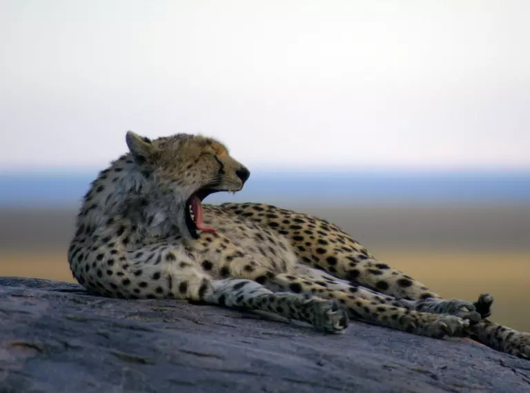 A cheetah lying on a rock and yawning 