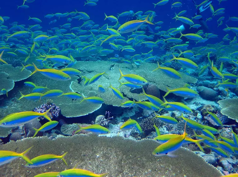 A school of fish and a coral reef