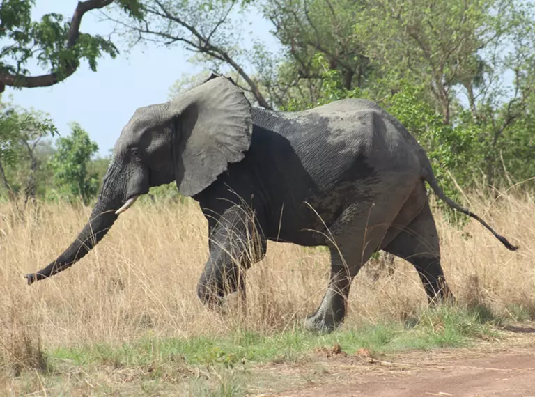 A West African elephant walks across the landscape in the WAP complex