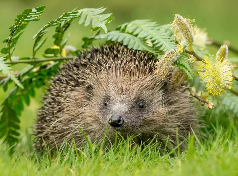 hedgehog-in-grass-under-leaves