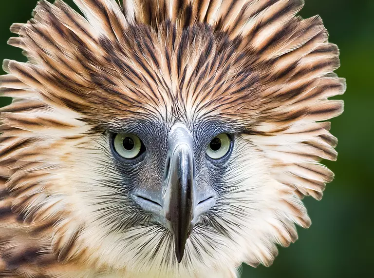 philippine_eagle_closeup