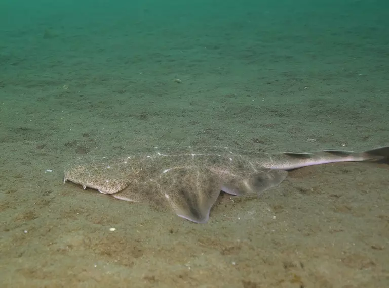 A juvenile angel shark burying into the sand