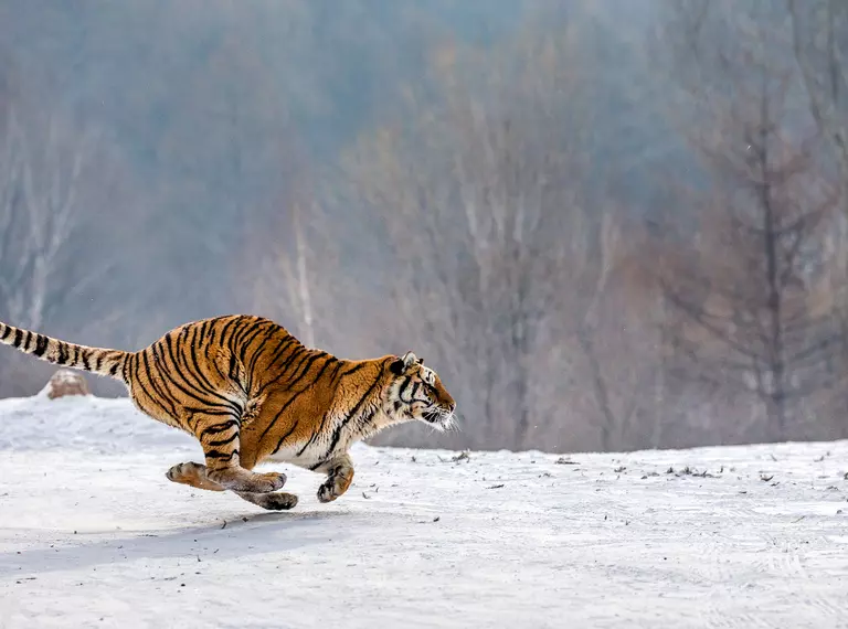 An Amur tiger sprinting across a snowy landscape