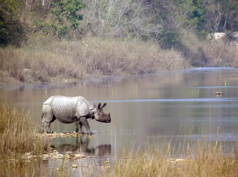 Greater one horned rhino in lake in Nepal