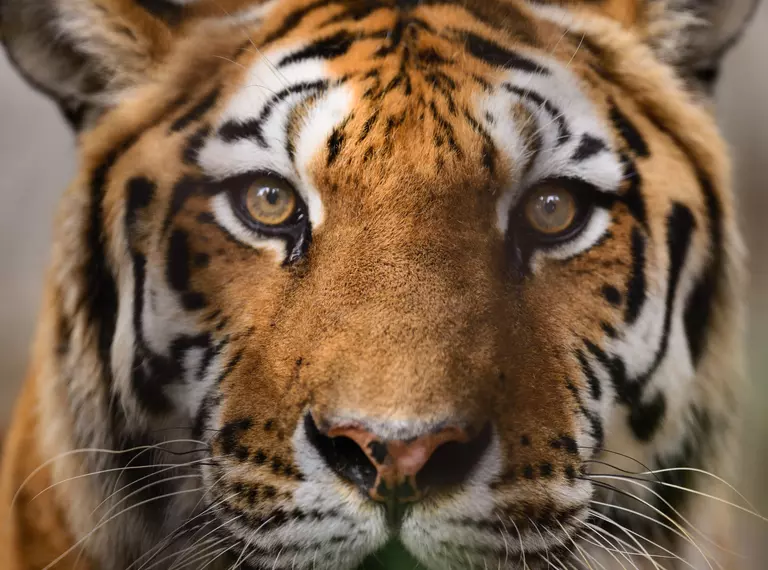 Tiger face close-up