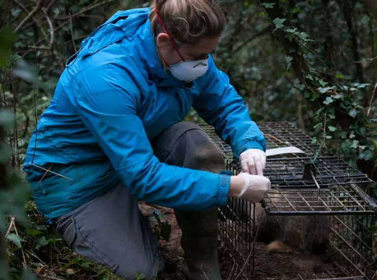 conservationist_vaccinating_badger