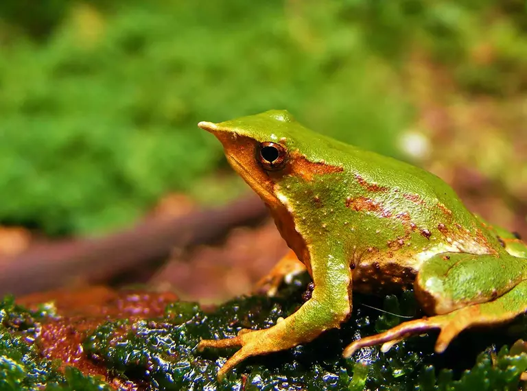 Darwin's frog on a log