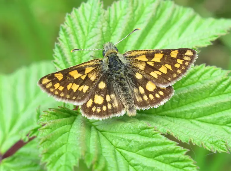 Chequered Skipper butterfly on a leaf