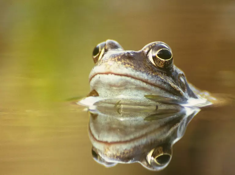 A common frog with its head just above the water 