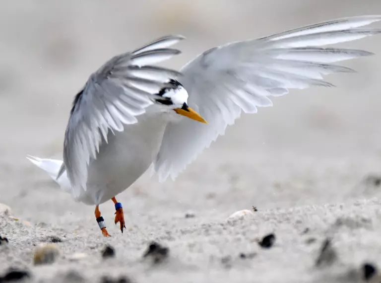 The Greater Thames Shark Project Zsl
