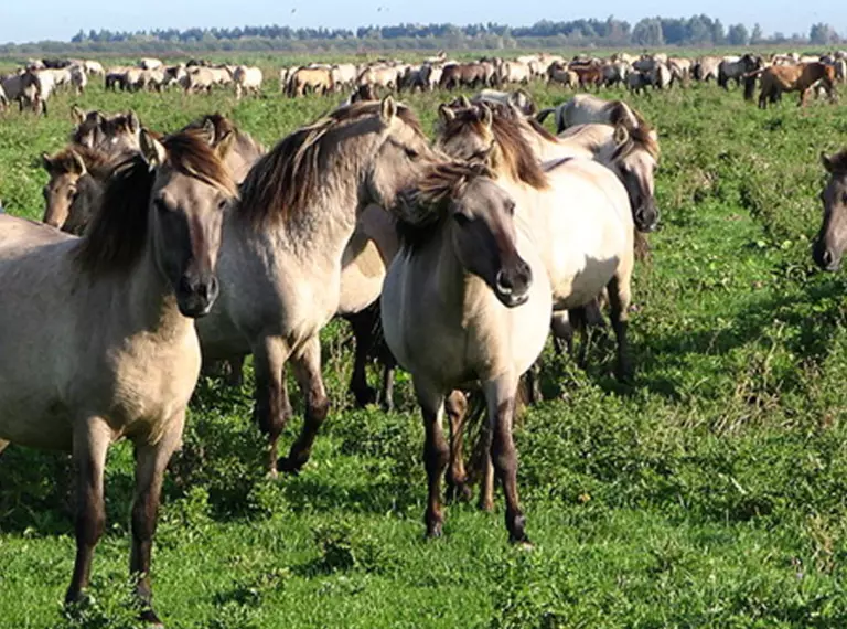 Horses in a field 