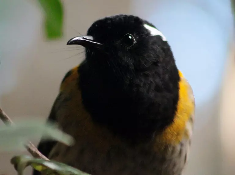 Male hihi close-up black head with a white streak, and yellow streaks along body