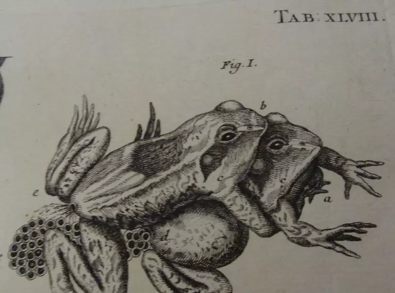 Mating frogs in Swammerdam's Biblia naturae