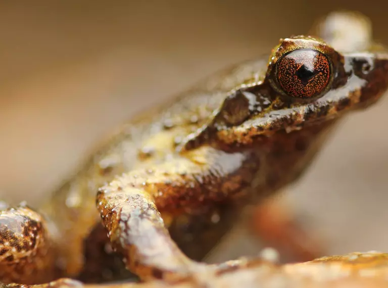 Mount Fansipan horned frog close up - small brown frog, discovered by ZSL conservationists  