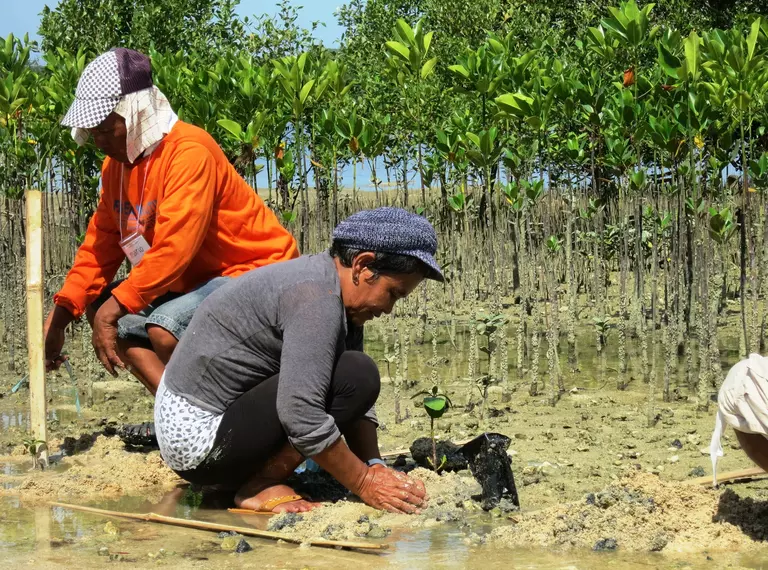 Two people planting mangrove trees as part of ZSL restoration project.