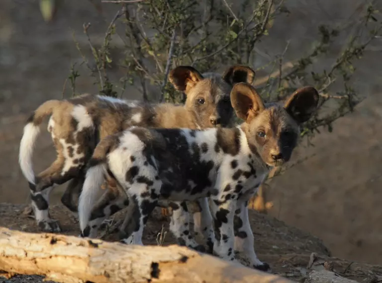African wild dog puppies in Zimbabwe 