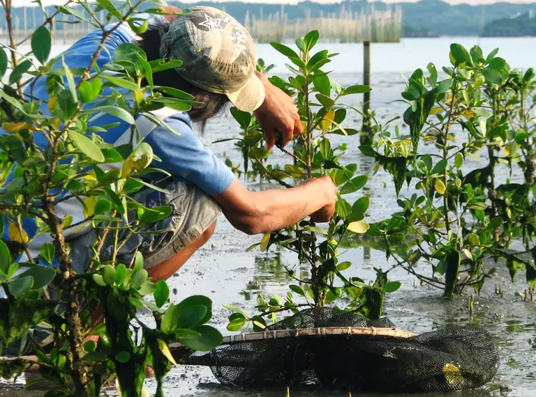Man planting mangrove sapling in the Philippines
